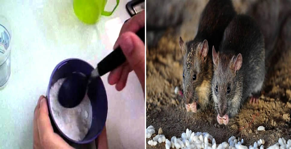 Cómo hacer veneno para el ratón