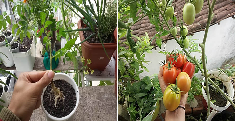 Como Plantar Tomate