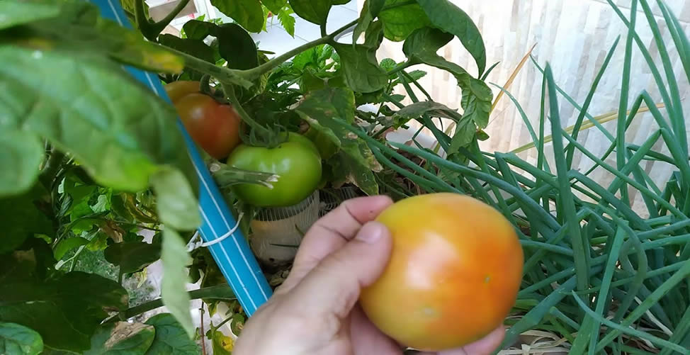 Como Plantar Tomate