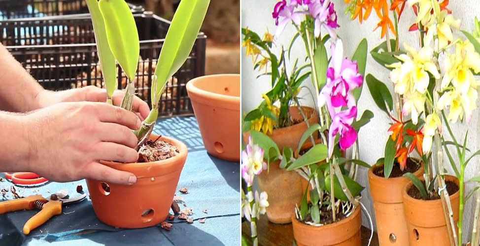 Comment planter des orchidées