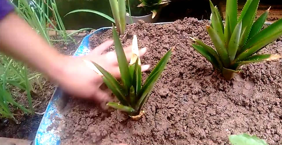 Como plantar piña