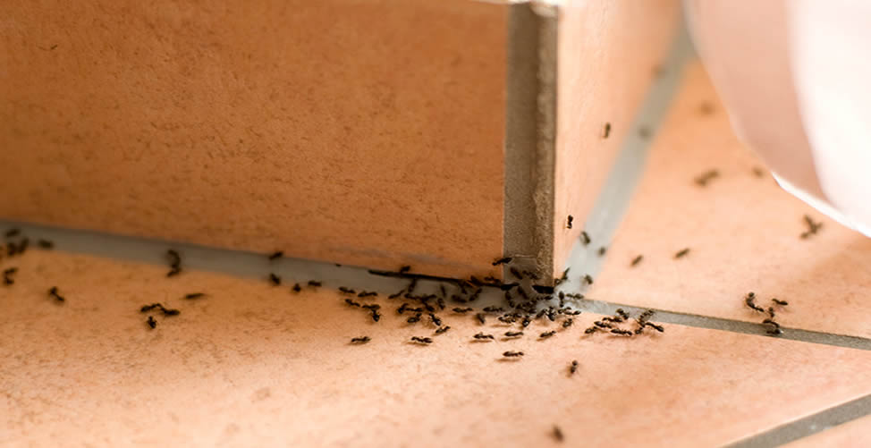 Cómo Espantar Hormigas
