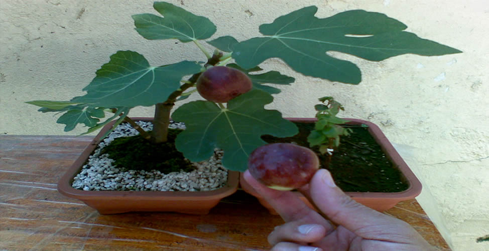 árboles frutales para cultivar en maceta